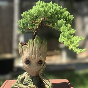 Growing Bonsai